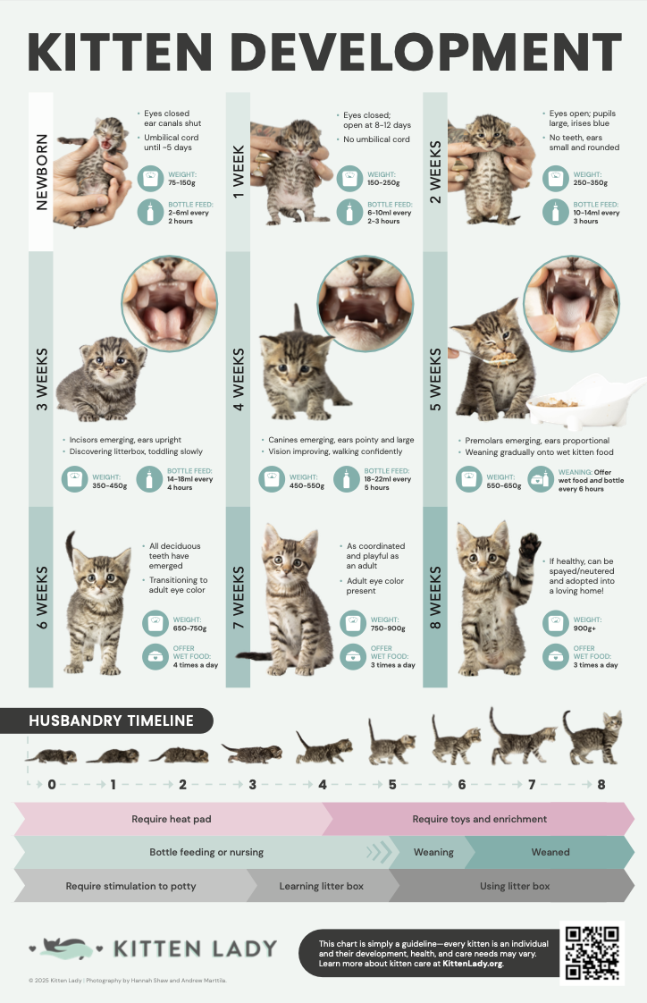 Print Materials — Kitten Lady